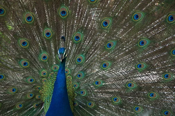 一只雄孔雀炫耀其五颜六色的尾羽毛羽毛 — 图库照片