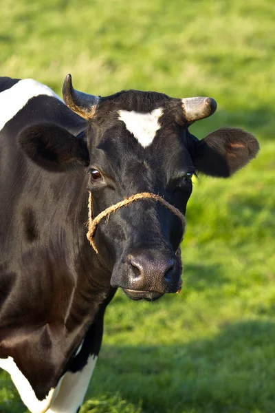 Фризька Молочна Корова Або Картопля Фрі Полі Влітку — стокове фото