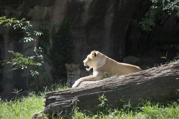 Leonas Panthera Leo Descansando — Foto de Stock