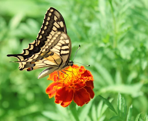 Pillangó Papilio Machaon Ült Virág Marigold — Stock Fotó