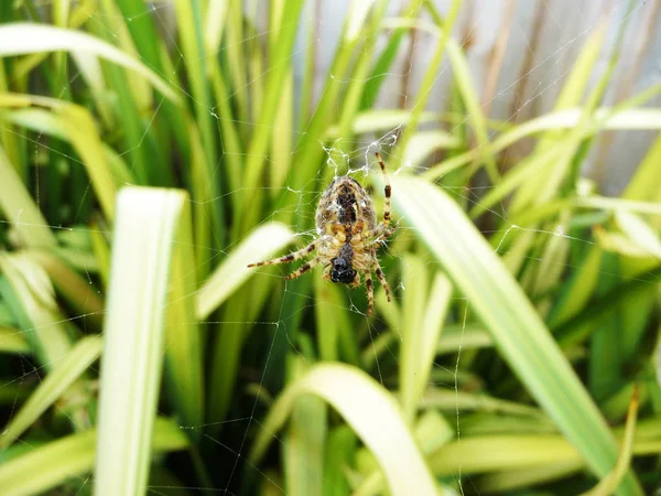 Araignée Sur Une Toile Araignées — Photo