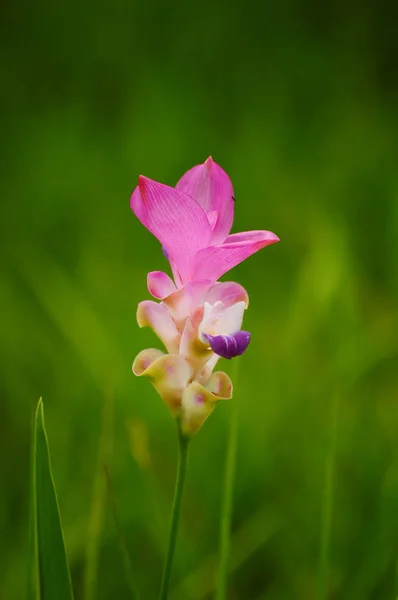 Siam Tulip Flower Thailand — Stock Photo, Image