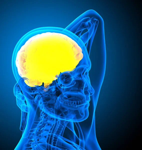 Καθιστούν Ιατρική Απεικόνιση Του Ανθρώπινου Εγκεφάλου Πλευρική Άποψη — Φωτογραφία Αρχείου
