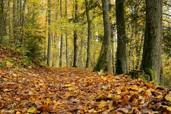 Foto Uma Estrada Com Folhas Laranja Floresta Tomadas Sigulda Letónia — Fotografia de Stock