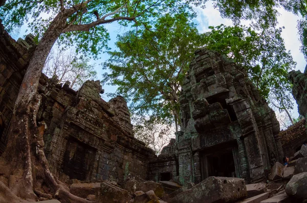 Träd Och Templet Underifrån Prohm Angkor Wat — Stockfoto