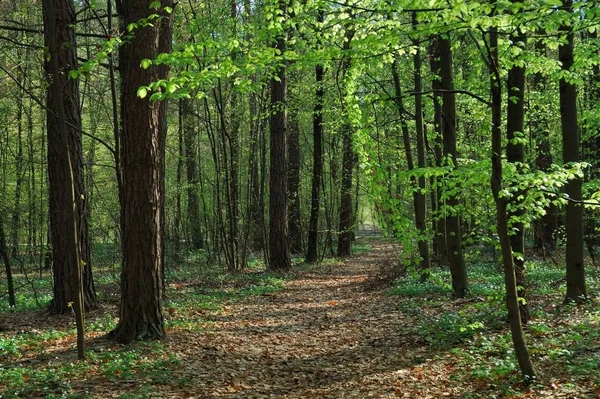 Floresta Primavera Com Árvores — Fotografia de Stock