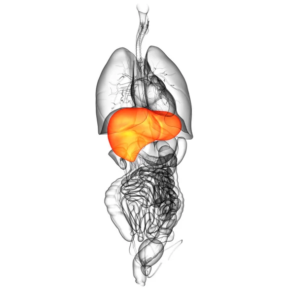 Renderizar Ilustración Médica Del Hígado Vista Frontal — Foto de Stock