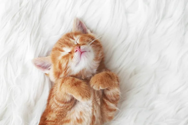 Bonito Pouco Vermelho Gatinho Dorme Pele Branco Cobertor — Fotografia de Stock