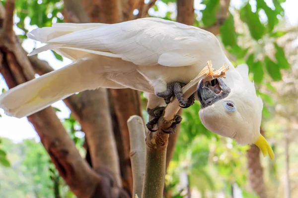 동물원 케오의 나무에 가지에 앵무새 카카투아 갈레리타 — 스톡 사진