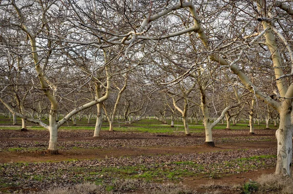 Pomar Amêndoa Com Árvores Nuas Inverno — Fotografia de Stock