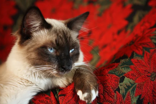 Eight Month Old Male Snowshoe Lynx Point Ragdoll Siamese Red — Stock Photo, Image