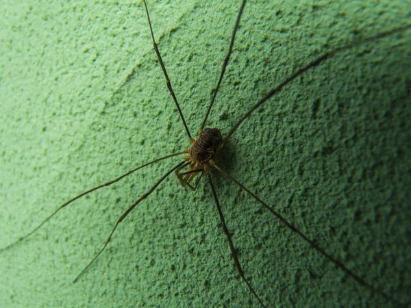 Spider Green Wall Closeup — Stock Photo, Image