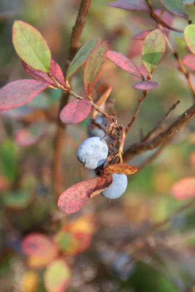 Close Bog Bilberry Vaccinium Uliginosum Autumn Colors Bog Bilberries Contain — Stock Photo, Image