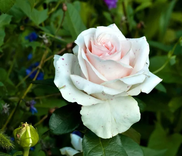 Piękna Róża Krem Wcześnie Rano Tle Ciemnej Zieleni — Zdjęcie stockowe