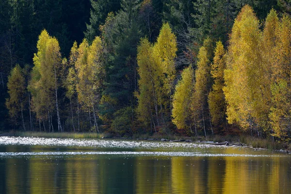 Otoño Con Follaje Amarillo Reflejado Lago Santa Ana — Foto de Stock