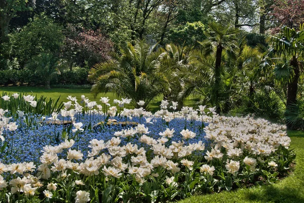 Tulipanes Blancos Jardín Con Palmeras —  Fotos de Stock