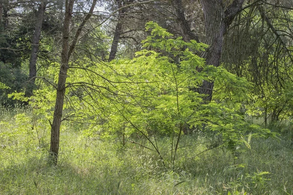 Plantas Bosque Pinos Largo Laguna Salobre Pialassa Della Baiona Cerca — Foto de Stock