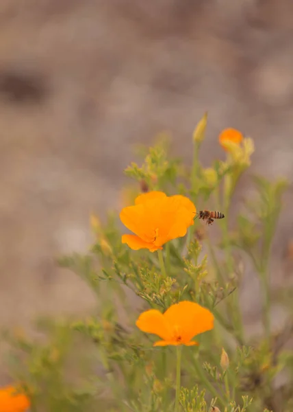 Včela Včela Medonosná Shromažďuje Pyl Květiny Jaře Jižní Kalifornii Spojené — Stock fotografie