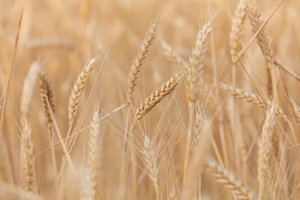 Orecchie Grano Primo Piano — Foto Stock