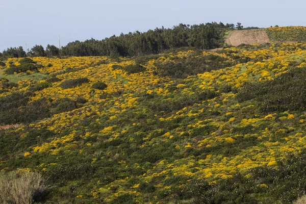 Paisaje Típico Hermoso Con Arbustos Ulex Densus Sagres Región Portugal — Foto de Stock