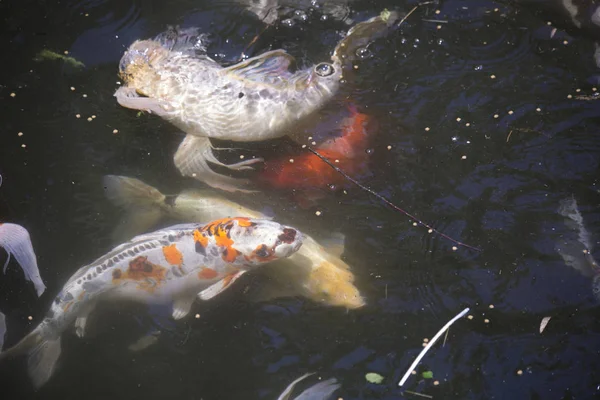 Koi Cyprinus Carpio También Llamado Nishikigoi Nadando Hacia Bolitas Comida — Foto de Stock