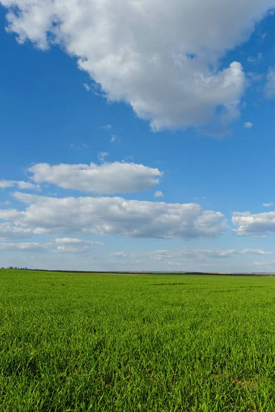 Πράσινο Σίτου Πεδίο Κάτω Από Γαλάζιο Ουρανό Θολό — Φωτογραφία Αρχείου