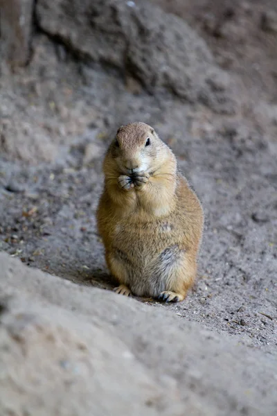 Prairie Dog Aventura Inicio Noche Verano — Foto de Stock