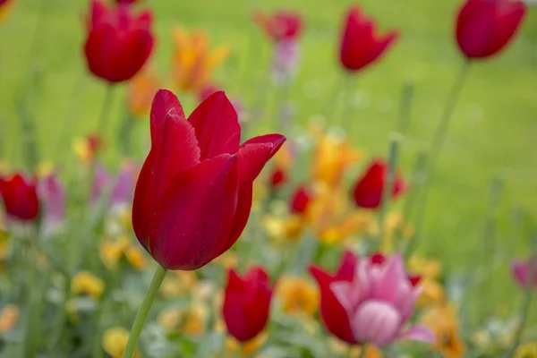 Прекрасний Вид Червоні Тюльпани Саду Розмитий Фон — стокове фото