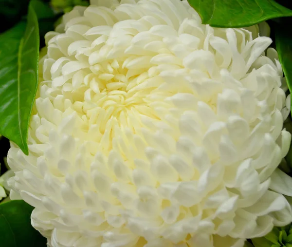 White Chrysanthemum Flower — Stock Photo © Nikonite 6464615