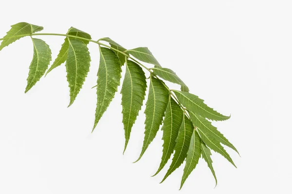 Neem Leaves White Background — Stock Photo, Image