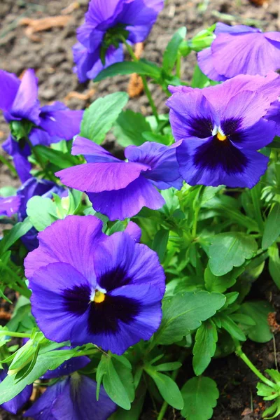 Várias Flores Violetas Pálias Florescendo Canteiro Flores — Fotografia de Stock