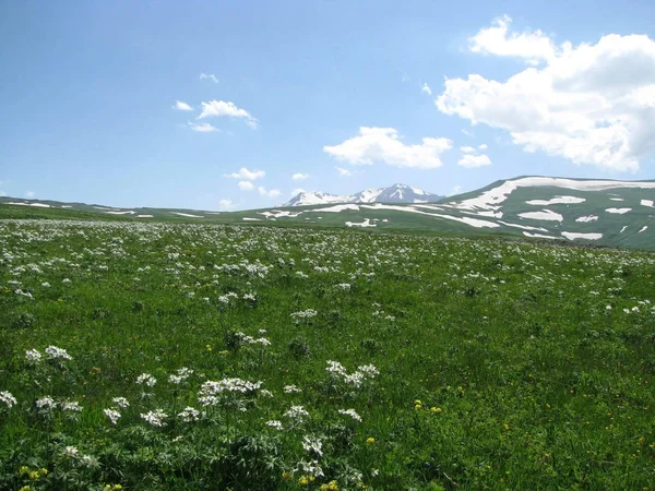 Europa Rusia Flora Los Prados Alpinos Vegetación Distancia Verano Verdura — Foto de Stock
