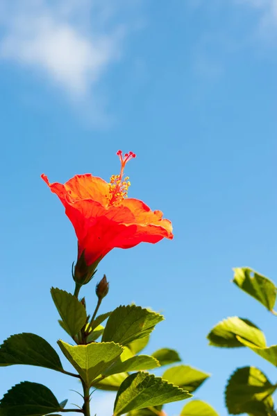 Red Hibiscus Flower Blue Sky Background — Stock Photo, Image