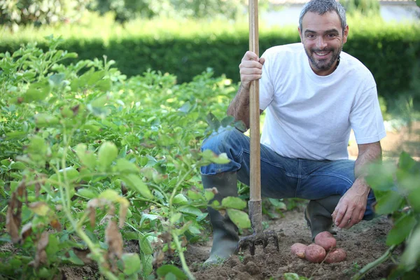 Years Old Man Harvesting Potatoes His Fork — Stock Photo, Image