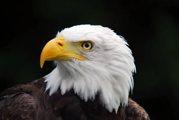 Портрет Послугами Американський Білоголовий Орлан Haliaeetus Leucocephalus — стокове фото