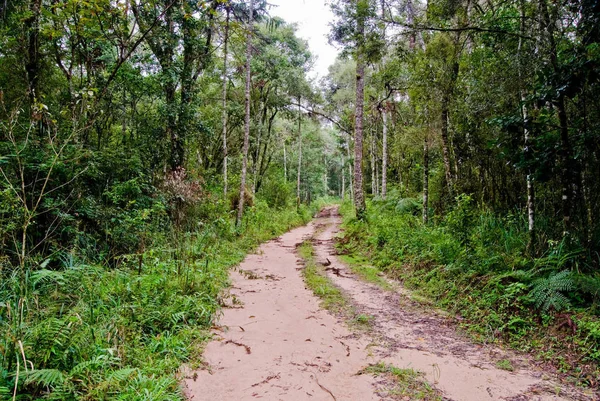 ブラジル南部のアラウカリアの森林への農村道路 パラナ州 — ストック写真