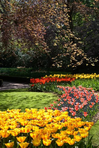 Red Yellow Tulips Park Red Beech Trees Spring — Stock Photo, Image