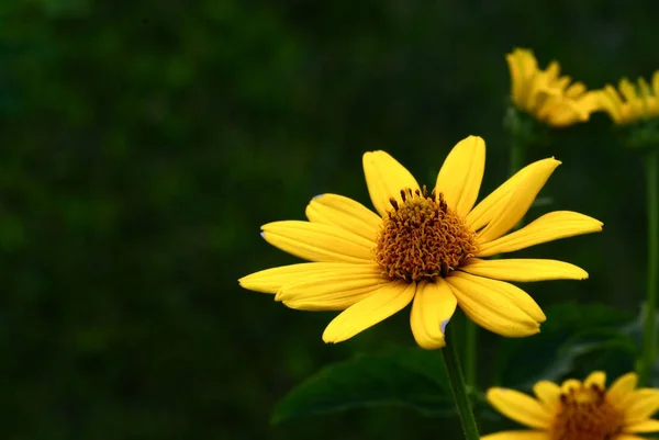 Krásná Slunečnice Izolovaná Proti Zelené Přírodní Zadní Půdě Copyspace — Stock fotografie