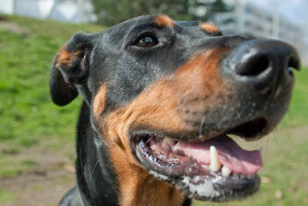 Porträt Eines Schwarzen Dobermanns — Stockfoto