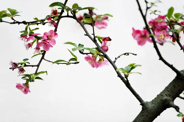 Skarlát Malus Spectabilis Virág Tavasz Kertben — Stock Fotó