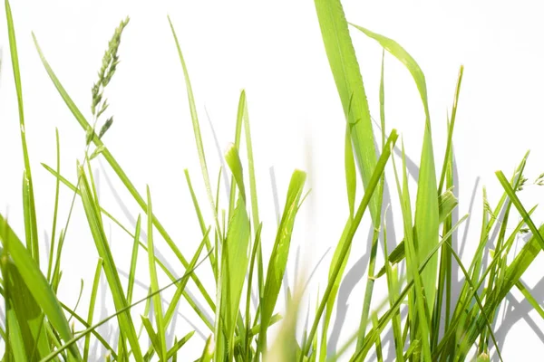 Grönt Gräs Isolerad Vit Bakgrund — Stockfoto