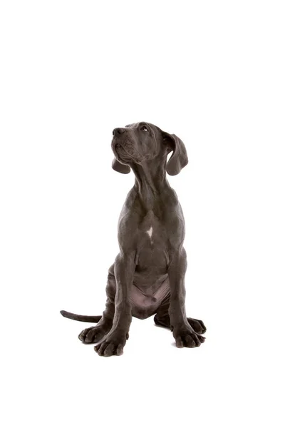 Adorable Cute Young Puppy Dog Great Dane — Stock Photo, Image