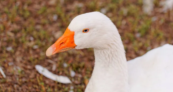 Gansos Brancos Com Olhos Azuis Fazenda — Fotografia de Stock