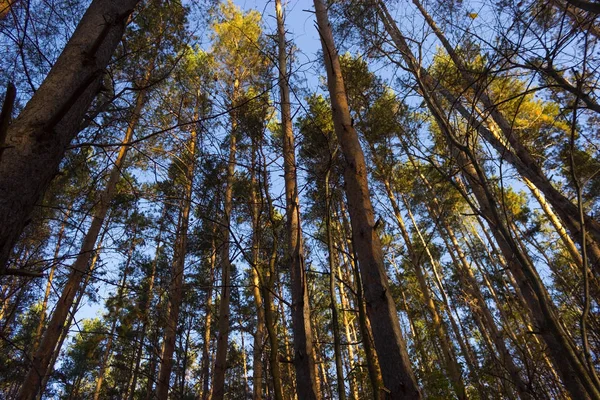 Árvores Outono Folhas Douradas Céu Azul — Fotografia de Stock