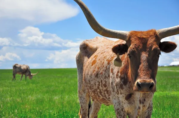 Longhorn cattle stand in a large, green pasture in Colorado.