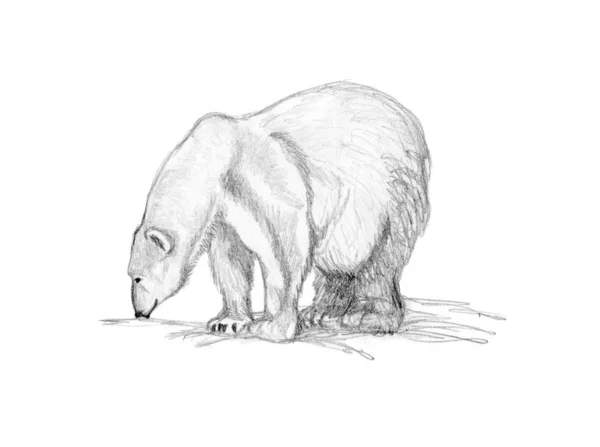 Σκίτσο Μολύβι Μιας Πολική Αρκούδα Που Μυρίζει Έδαφος — Φωτογραφία Αρχείου