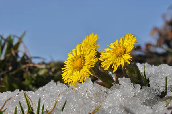 Norwegian Springtime Coltsfoot Snow — Stock Photo, Image