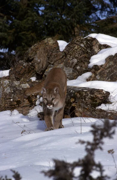 Adult Mountain Lion Crouched Looking Prety — Stock Photo, Image