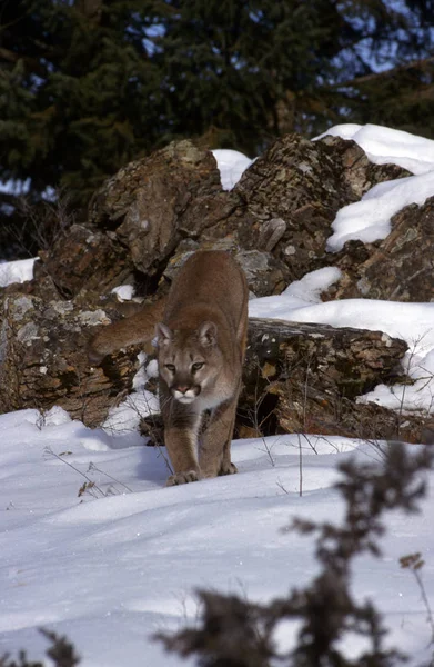 Adulto León Montaña Agachado Busca Prety — Foto de Stock