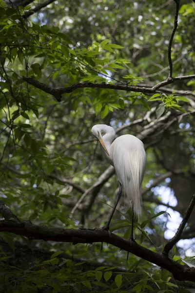 Grote Zilverreiger Verzorgen Een Boom — Stockfoto